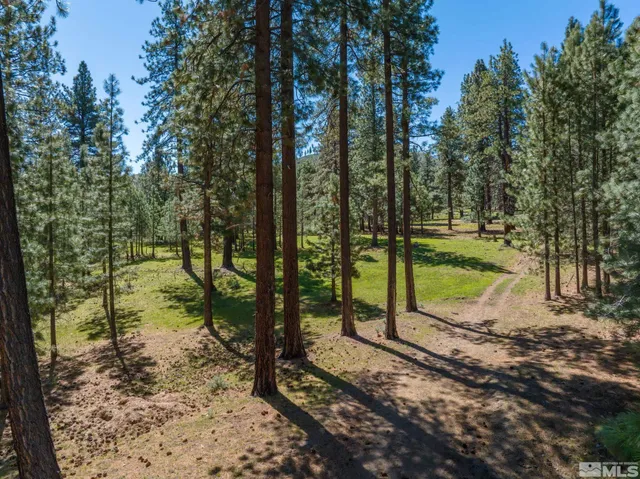 a view of a yard with a tree