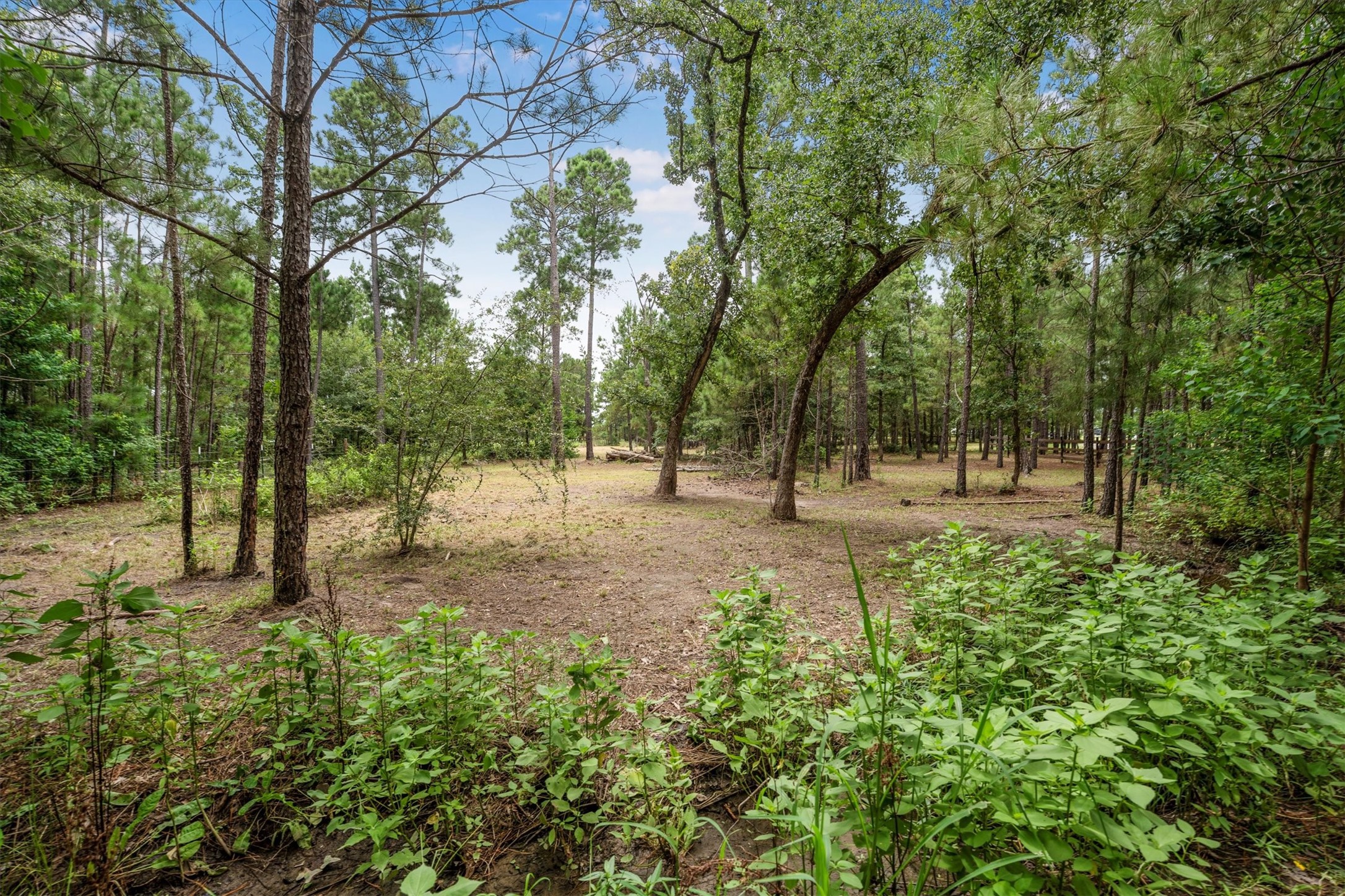 1022 Fm 1696 Road West Huntsville, TX 77320 - Photo 47 of 50 The property is full of scenic beauty!