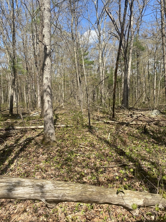 395 Belchertown Road Ware, MA 01082 - Photo 2 of 3 a view of dirt field with trees
