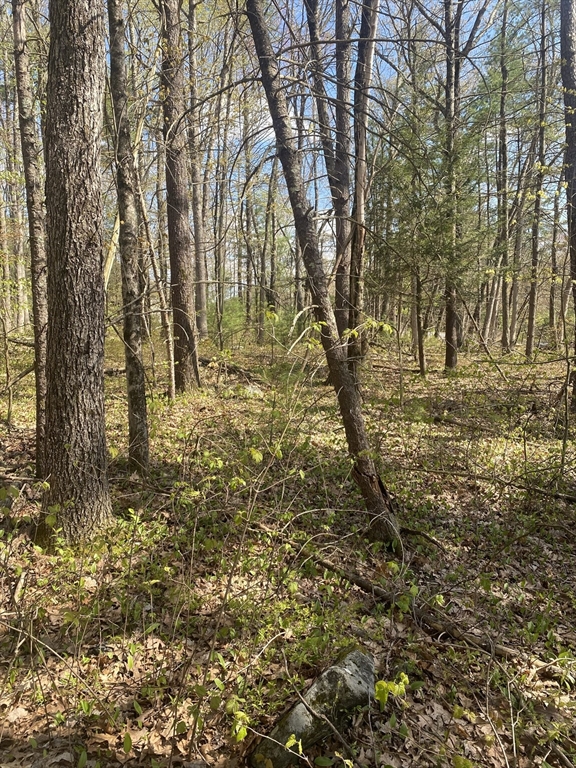 395 Belchertown Road Ware, MA 01082 - Photo 3 of 3 a view of yard with trees