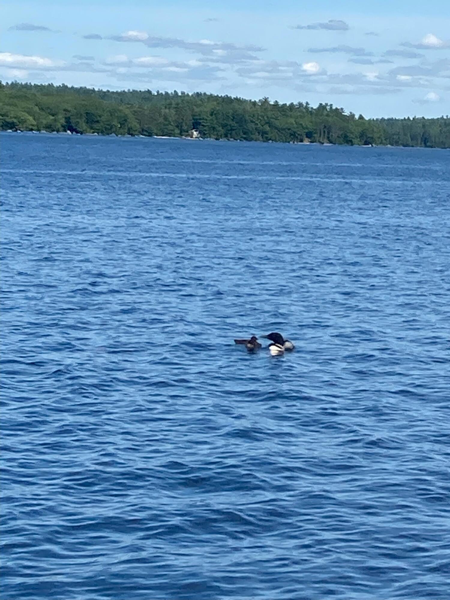 587 Nicolin Road Ellsworth, ME 04605 - Photo 37 of 39 Mother and Baby Loons