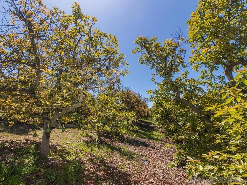 29513 Anthony Road Valley Center, CA 92082 - Photo 42 of 59 a view of a tree