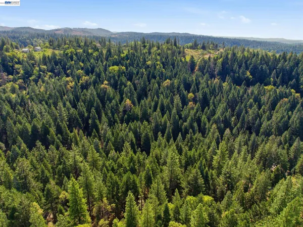 a view of a lush green forest with top and plants