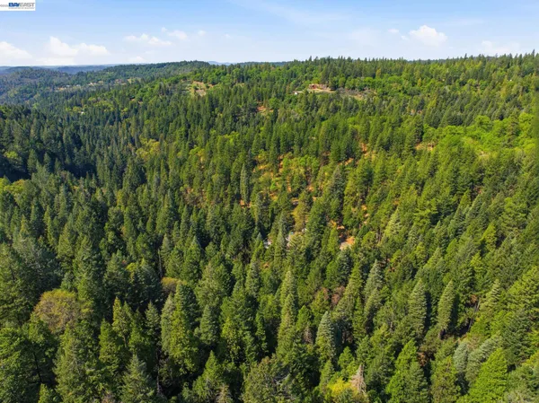 a view of a lush green forest with a houses