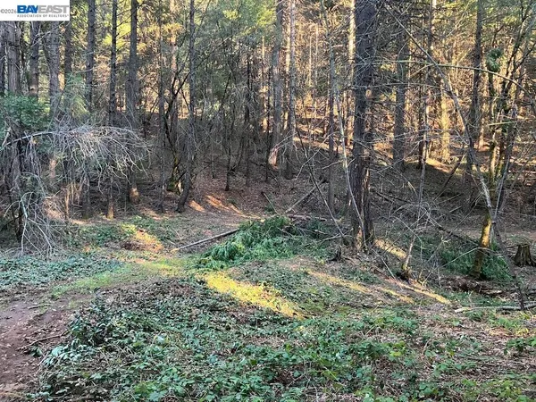 a view of a yard with large trees