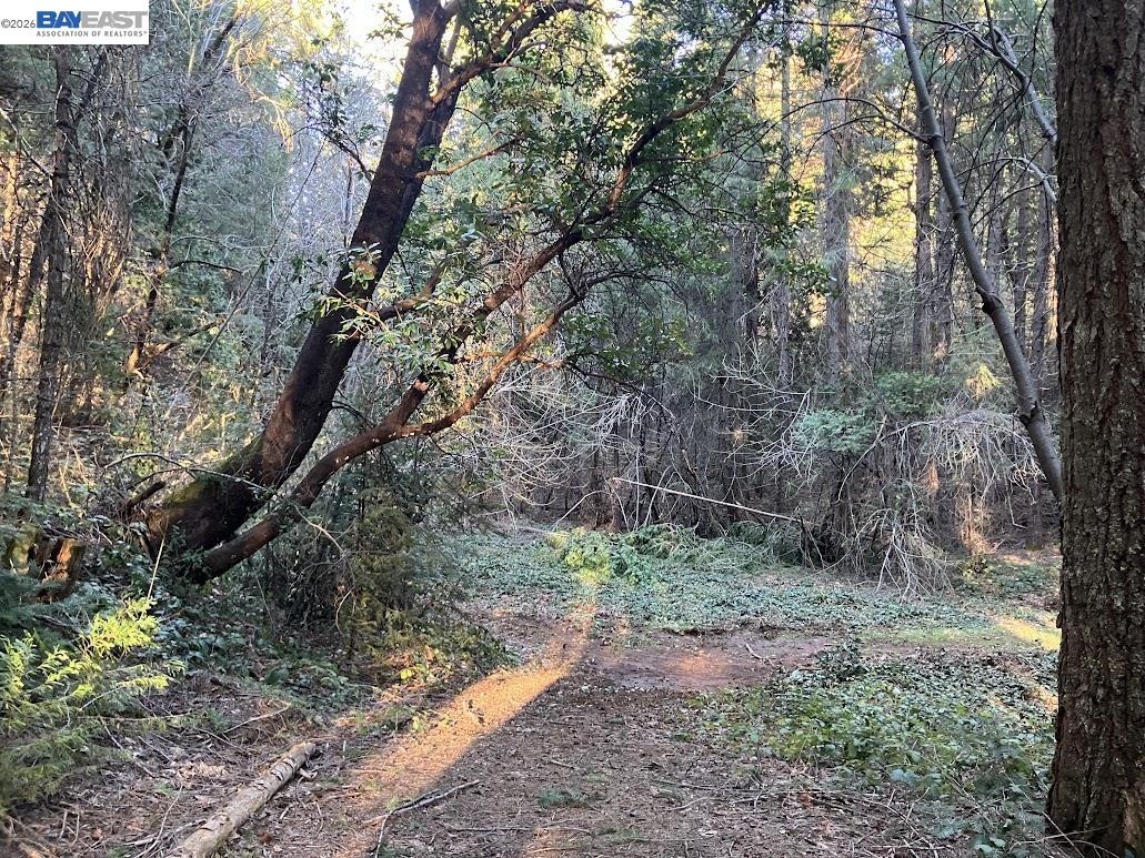 5890 Starkes Grade Road Pollock Pines, CA 95726 - Photo 10 of 22 a backyard of a house with lots of green space