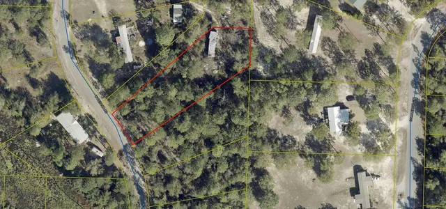 a close up of a plant in a forest