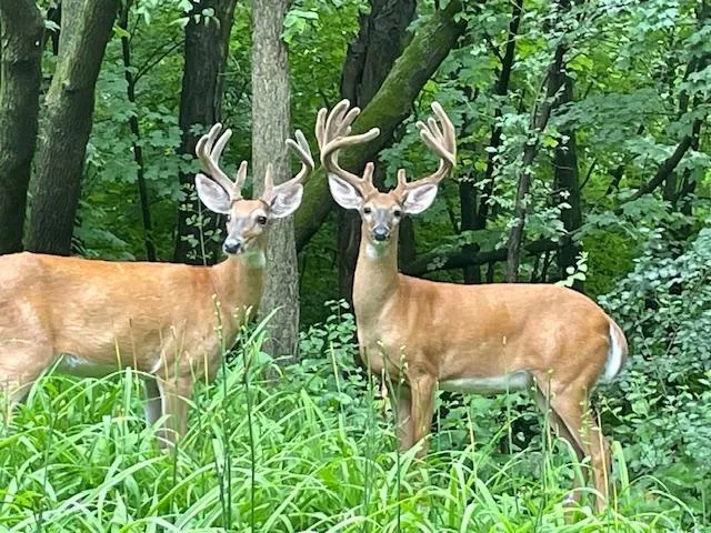 $1,050,000 | 19700 Hillside Street, Excelsior, MN 55331