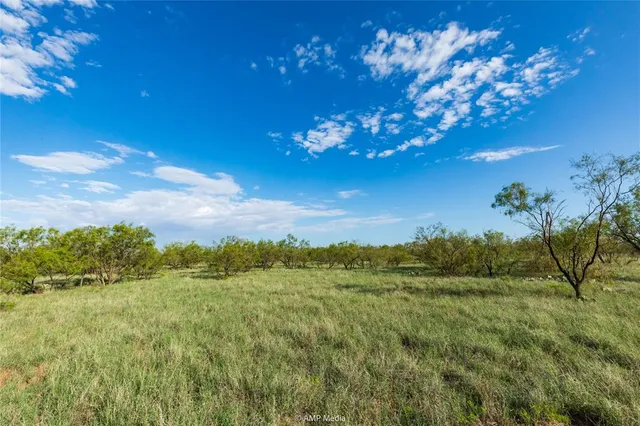a view of a yard with an tree