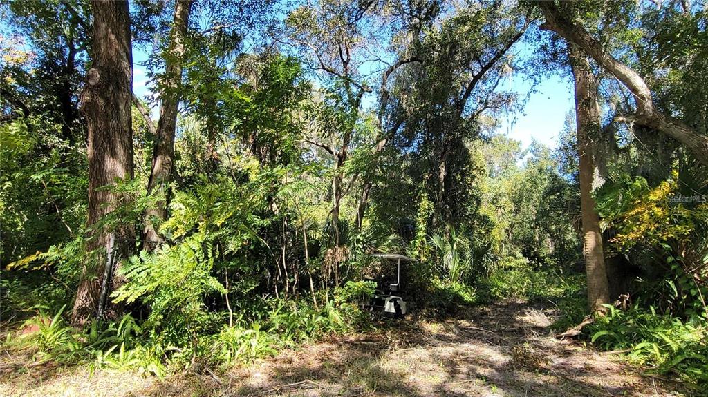 Lakeview Street DeLand, FL 32724 - Photo 6 of 7 a view of a yard with plants and large trees
