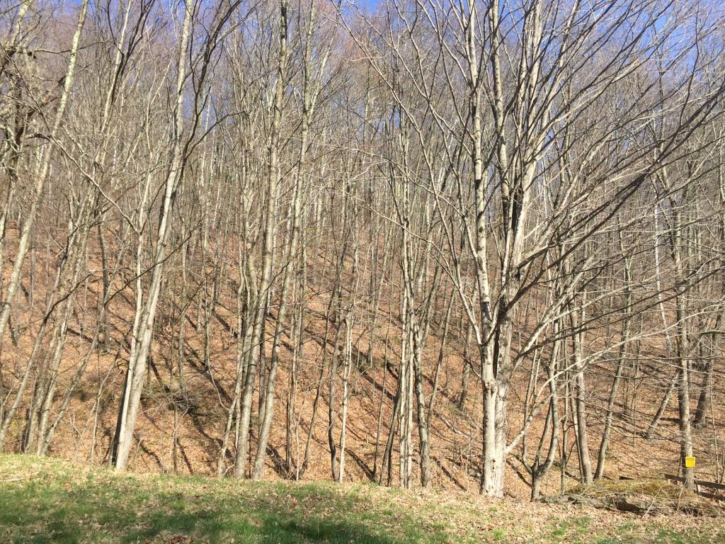 0 West Road Sandgate, VT 05250 - Photo 6 of 12 Gallery Image 6