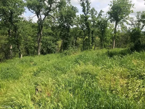 a view of a lush green forest with trees in the background
