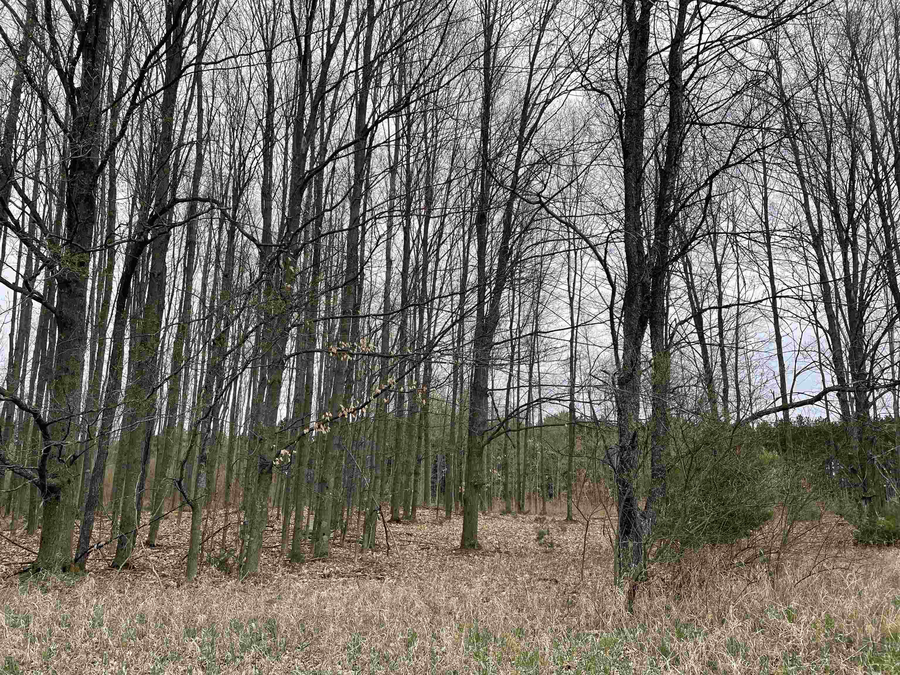 K Summit City Road, Unit LOT: K Kingsley, MI 49649 - Photo 14 of 40