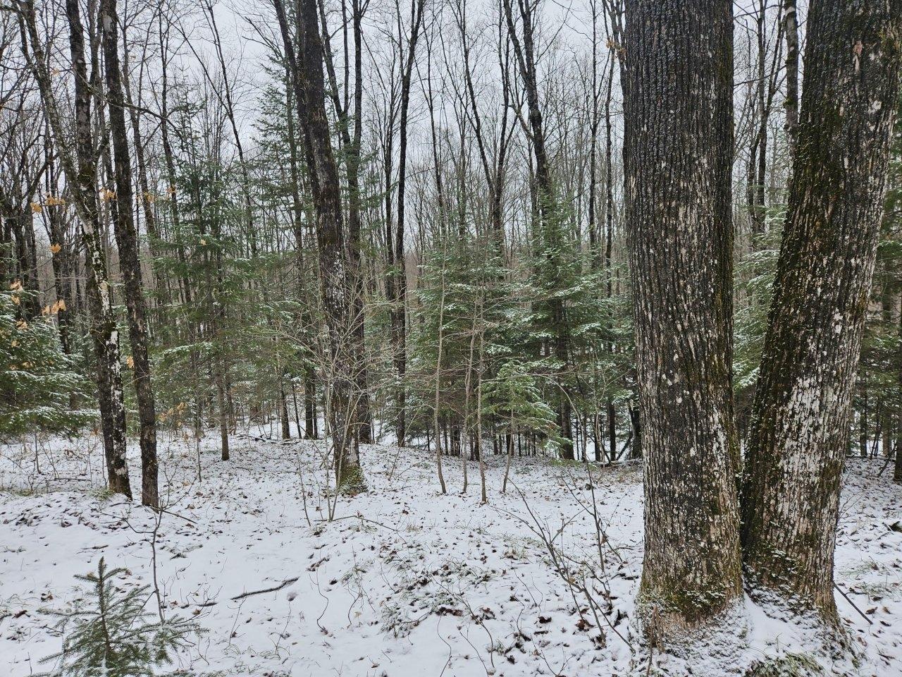 On On Trott Road Mellen, WI 54546 - Photo 10 of 17 Gallery Image 10