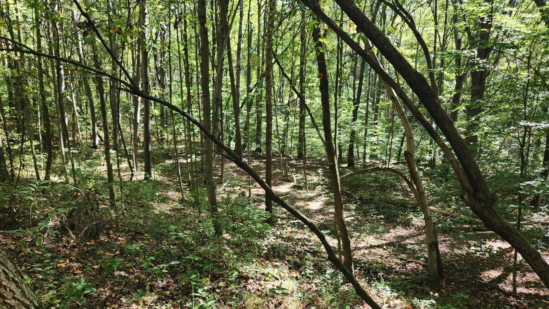 929 Poplar Ridge Road, Unit PONDS POPLAR RIDGE TRACT 14) Gallipolis, OH 45631 - Photo 2 of 30 CT-2
