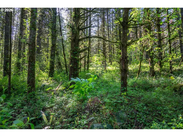 a view of a lush green forest