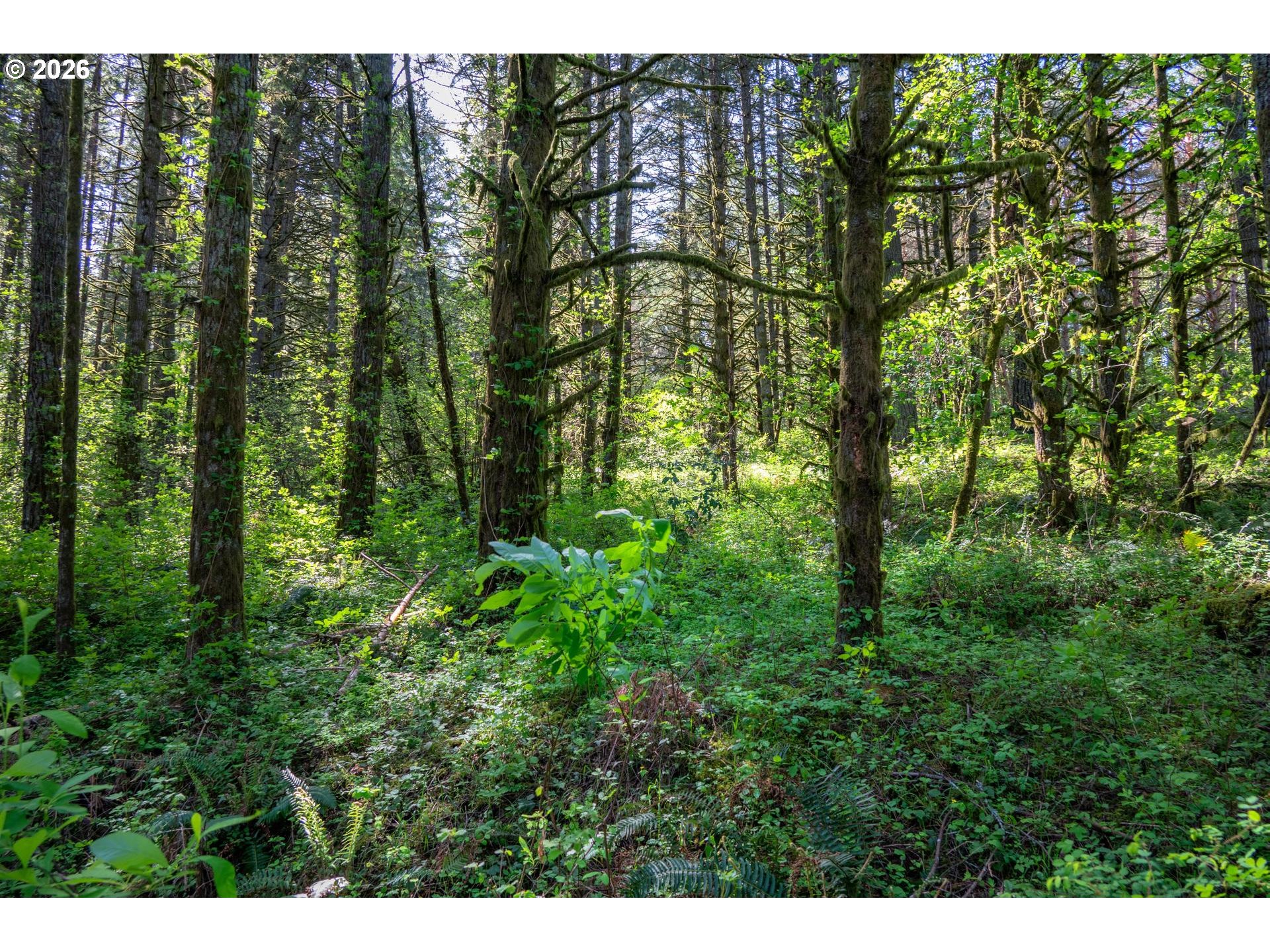 a view of a lush green forest