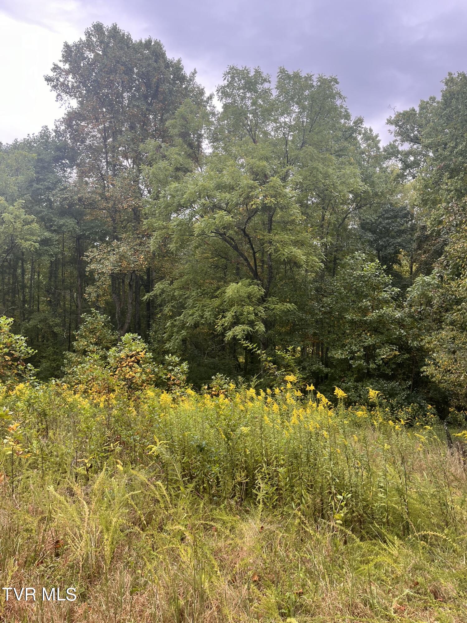 0 Jim Deal Road Elizabethton, TN 37643 - Photo 12 of 16 IMG_7141