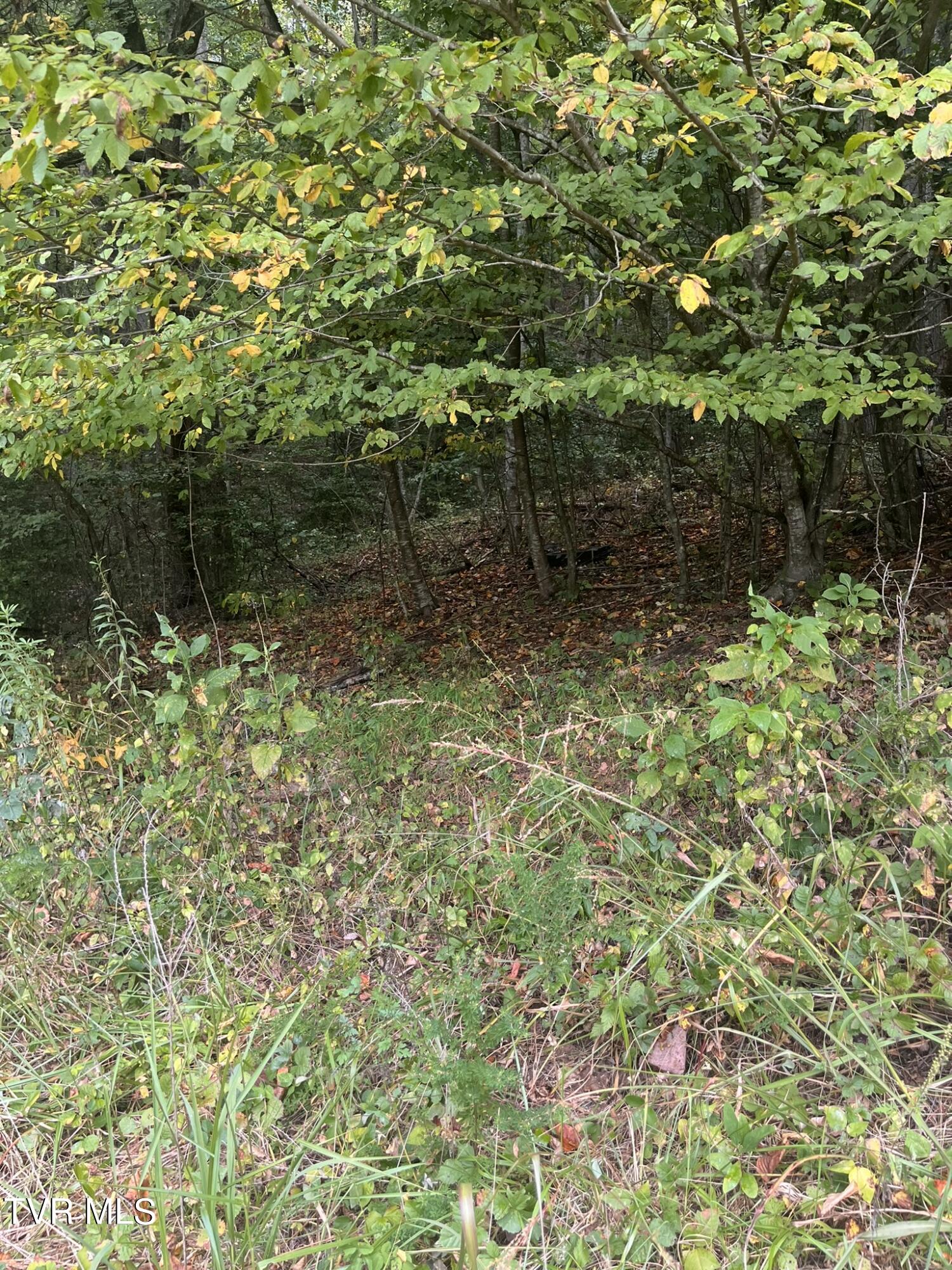 0 Jim Deal Road Elizabethton, TN 37643 - Photo 13 of 16 IMG_7142