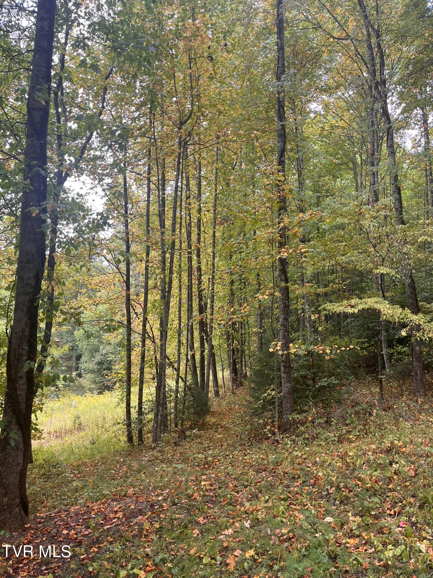 0 Jim Deal Road Elizabethton, TN 37643 - Photo 5 of 16 IMG_7134