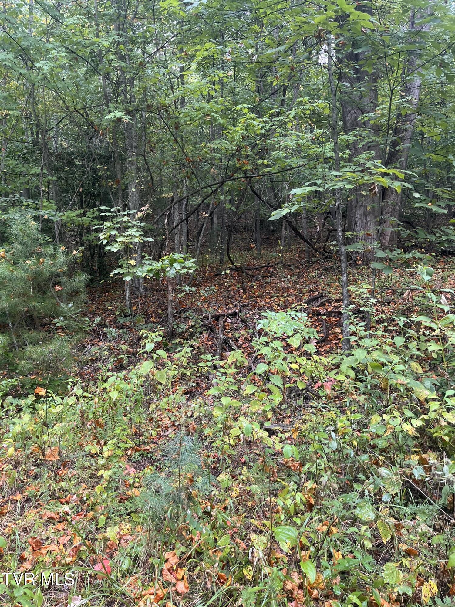 0 Jim Deal Road Elizabethton, TN 37643 - Photo 6 of 16 IMG_7135