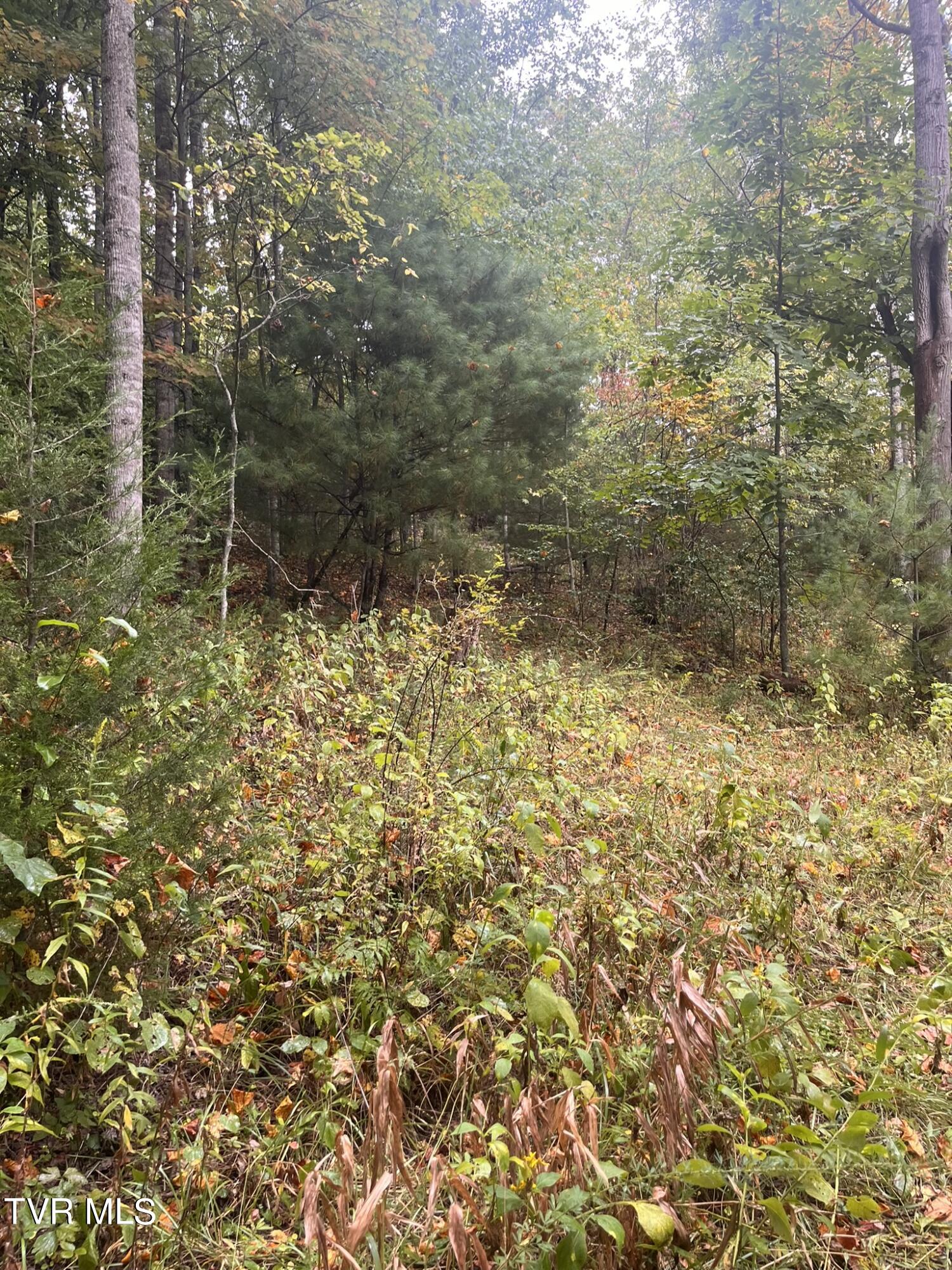 0 Jim Deal Road Elizabethton, TN 37643 - Photo 7 of 16 IMG_7136