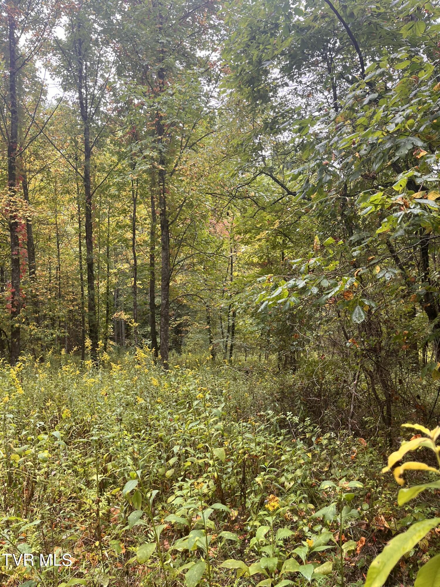 0 Jim Deal Road Elizabethton, TN 37643 - Photo 8 of 16 IMG_7137