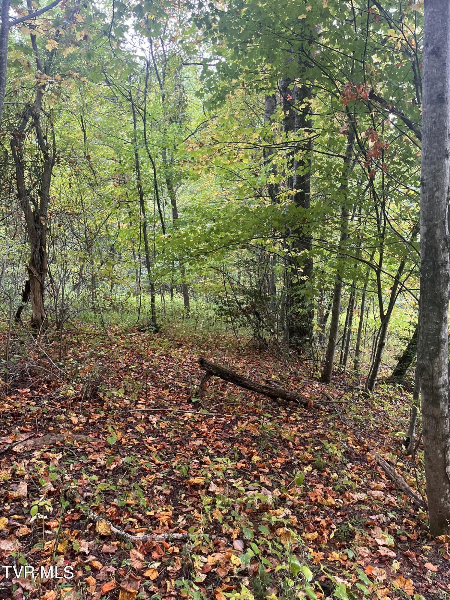 0 Jim Deal Road Elizabethton, TN 37643 - Photo 10 of 16 IMG_7139