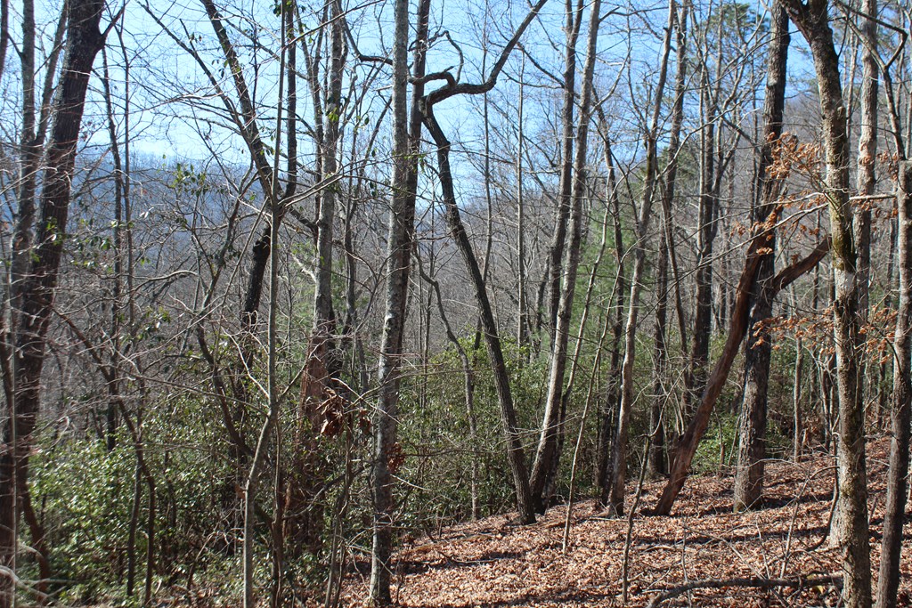 1017 Laurel Branch Road Hayesville, NC 28904 - Photo 12 of 16