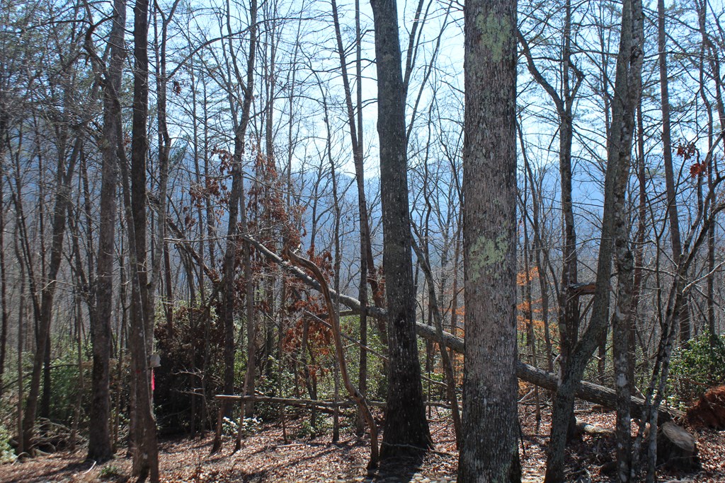 1017 Laurel Branch Road Hayesville, NC 28904 - Photo 10 of 16