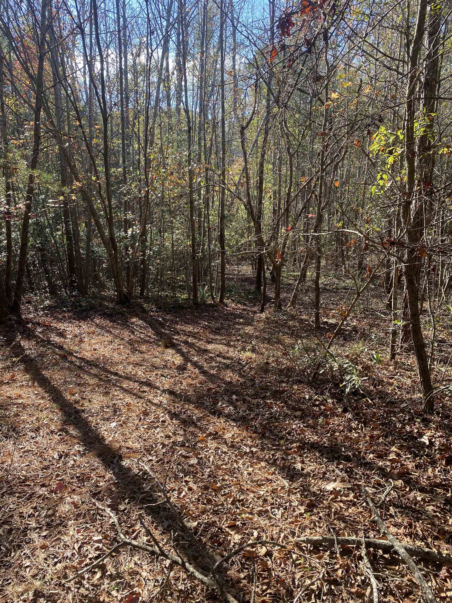 Gallery Image 6