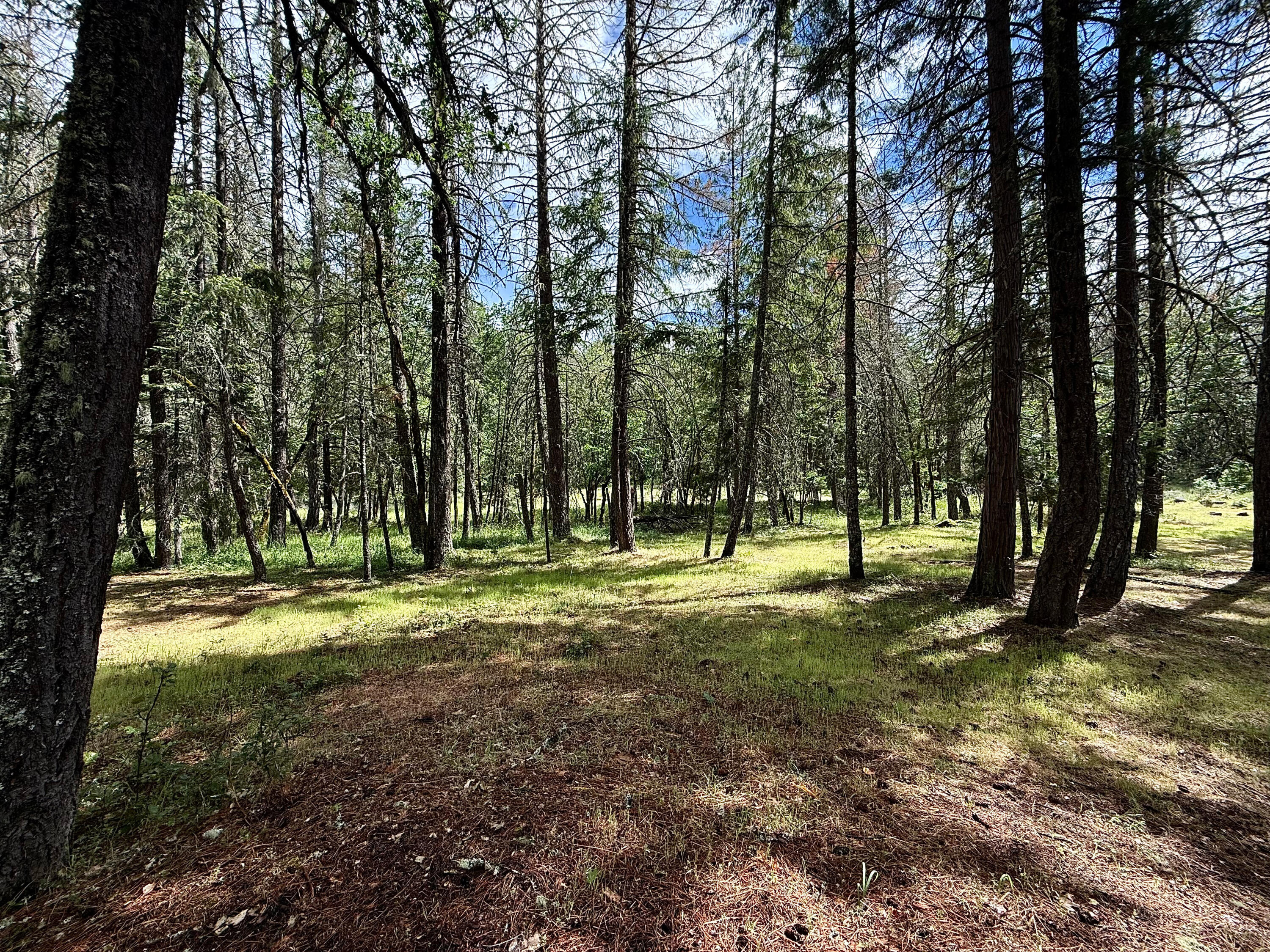 42256 Highway 62 Prospect, OR 97536 - Photo 26 of 48 a view of a trees in a yard