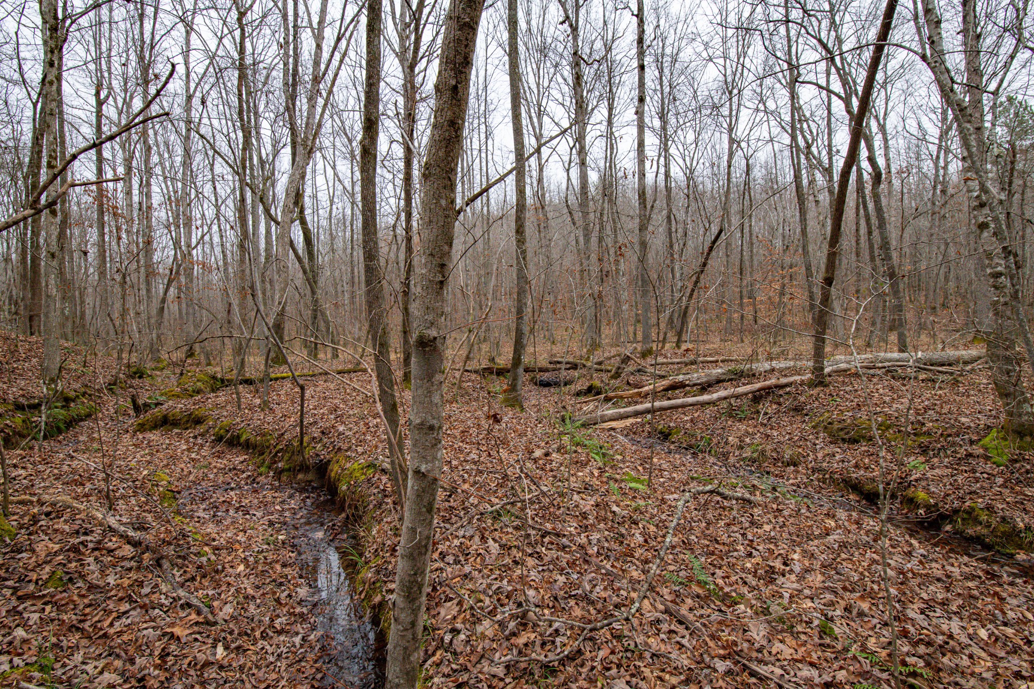 0 Brush Creek Road Linden, TN 37096 - Photo 20 of 22 a view of wooden fence
