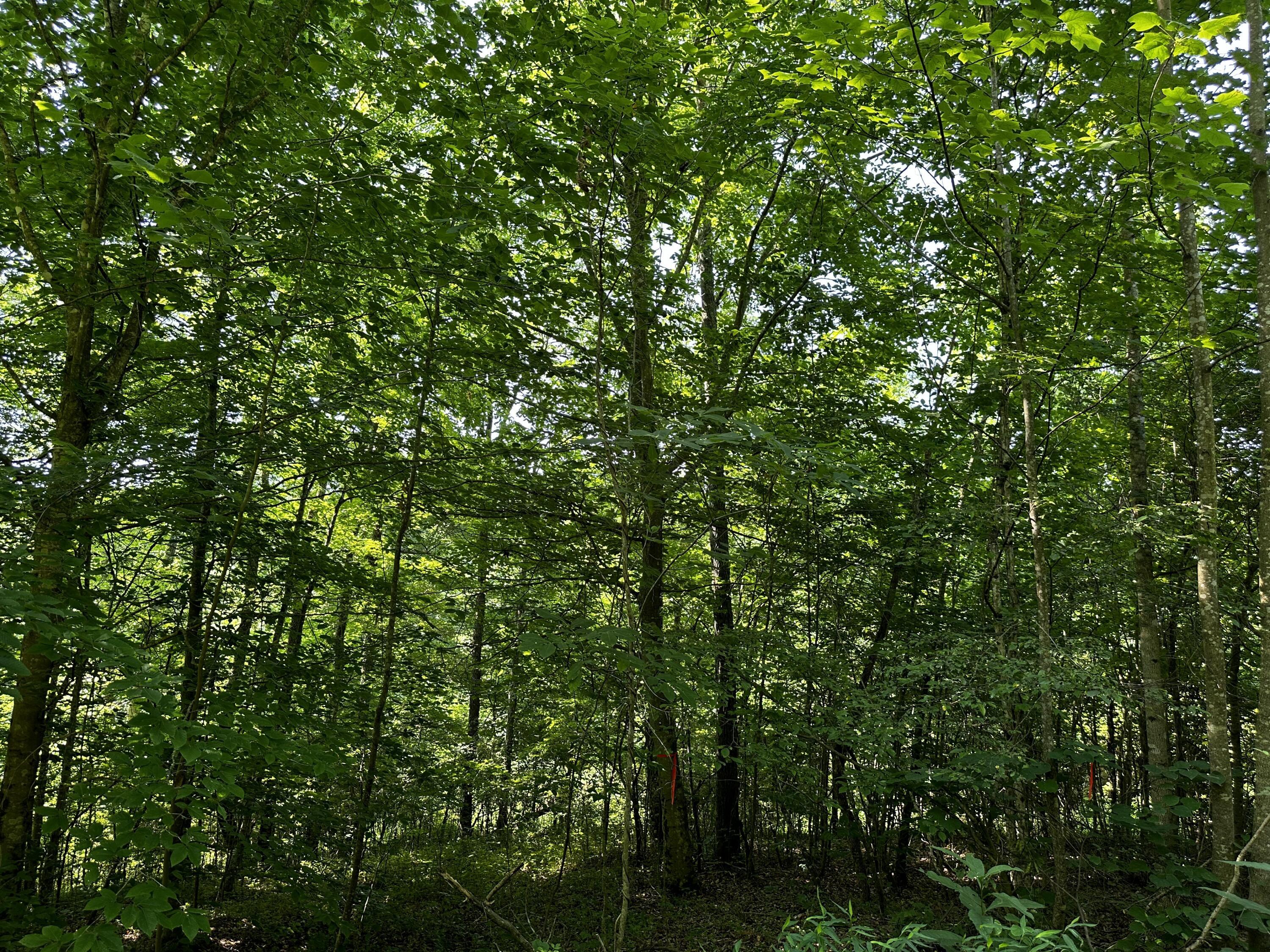1101 Hull Road, Unit TRACT 9 WOODS WAYNE FOREST) Patriot, OH 45658 - Photo 17 of 61 20240621_144740359_iOS