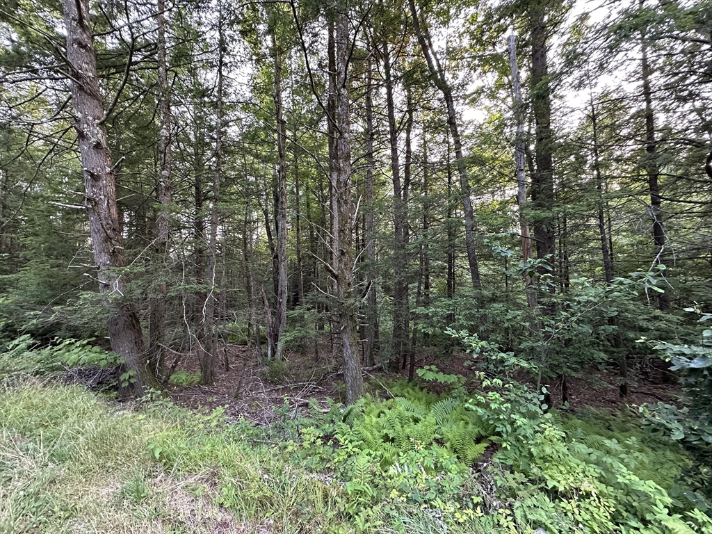 0 Shaw Road Cummington, MA 01026 - Photo 1 of 9 a view of a forest with trees in the background