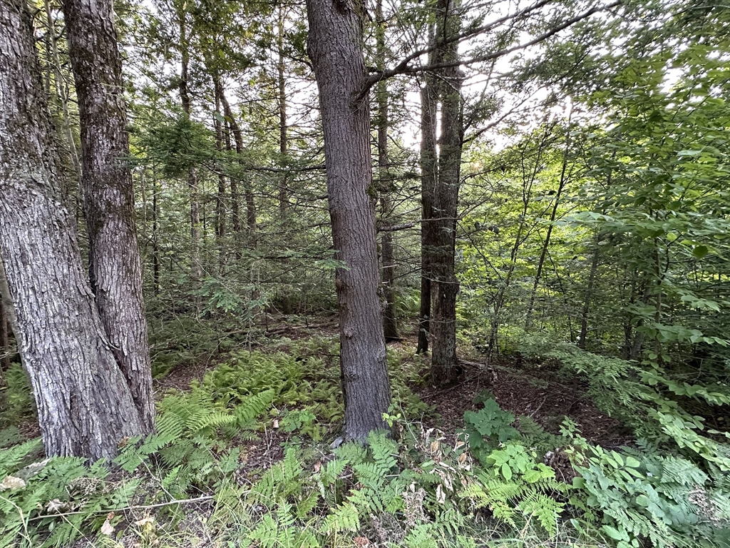 0 Shaw Road Cummington, MA 01026 - Photo 4 of 9 a view of forest