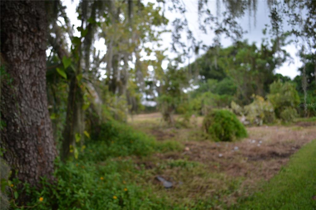 0 Chuluota Road Oviedo, FL 32765 - Photo 11 of 17 a view of a forest