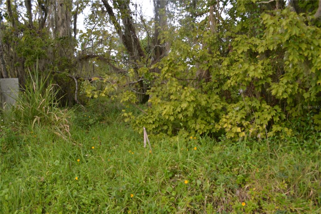 0 Chuluota Road Oviedo, FL 32765 - Photo 13 of 17 a view of a tree