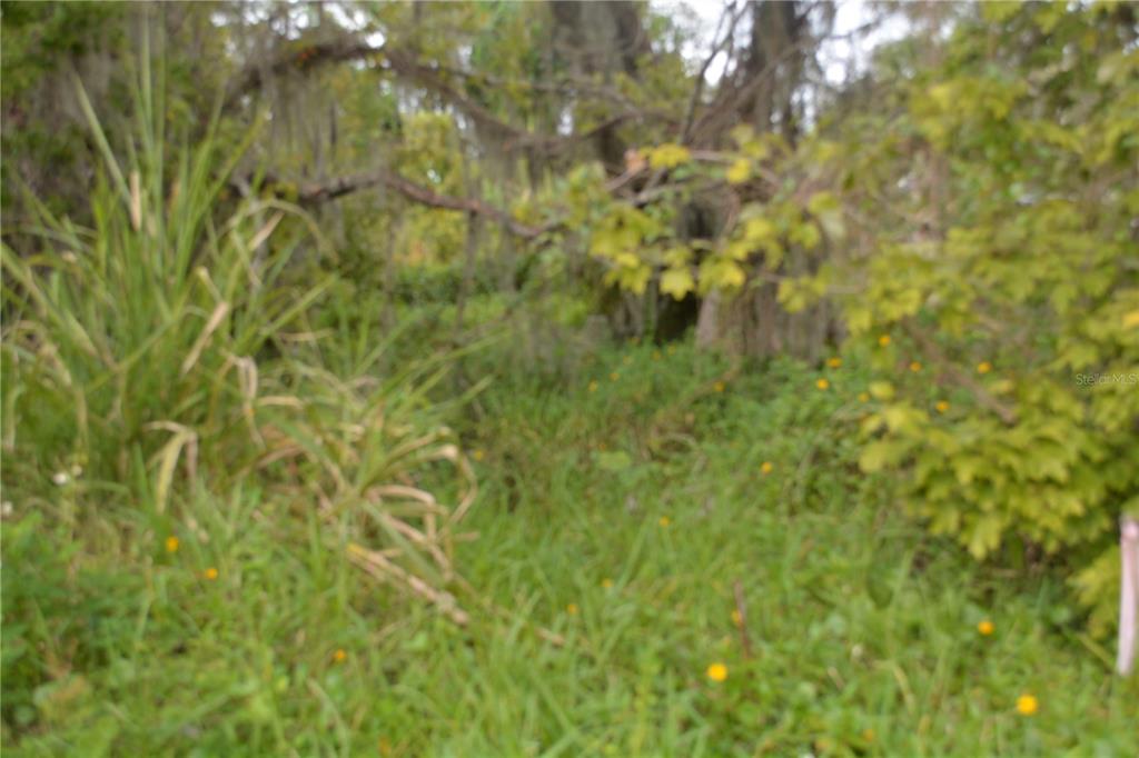 0 Chuluota Road Oviedo, FL 32765 - Photo 14 of 17 a view of a tree