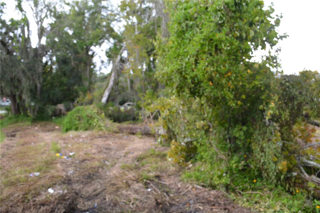 0 Chuluota Road Oviedo, FL 32765 - Photo 6 of 17 a view of a forest with trees in the background