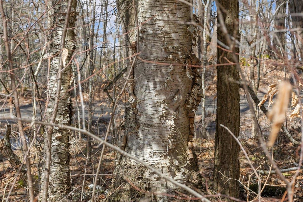 138 West Red Rock Road Colchester, VT 05446 - Photo 18 of 46