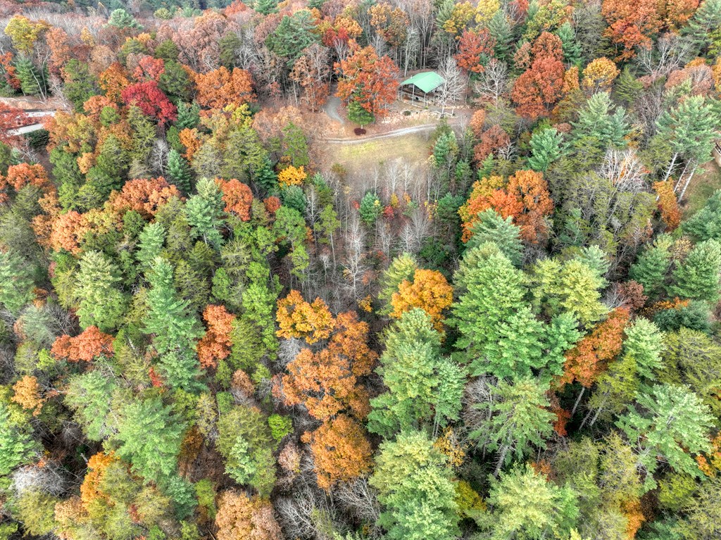 654 Stover Knob Trail Cherry Log, GA 30522 - Photo 33 of 44 a close up of a plant