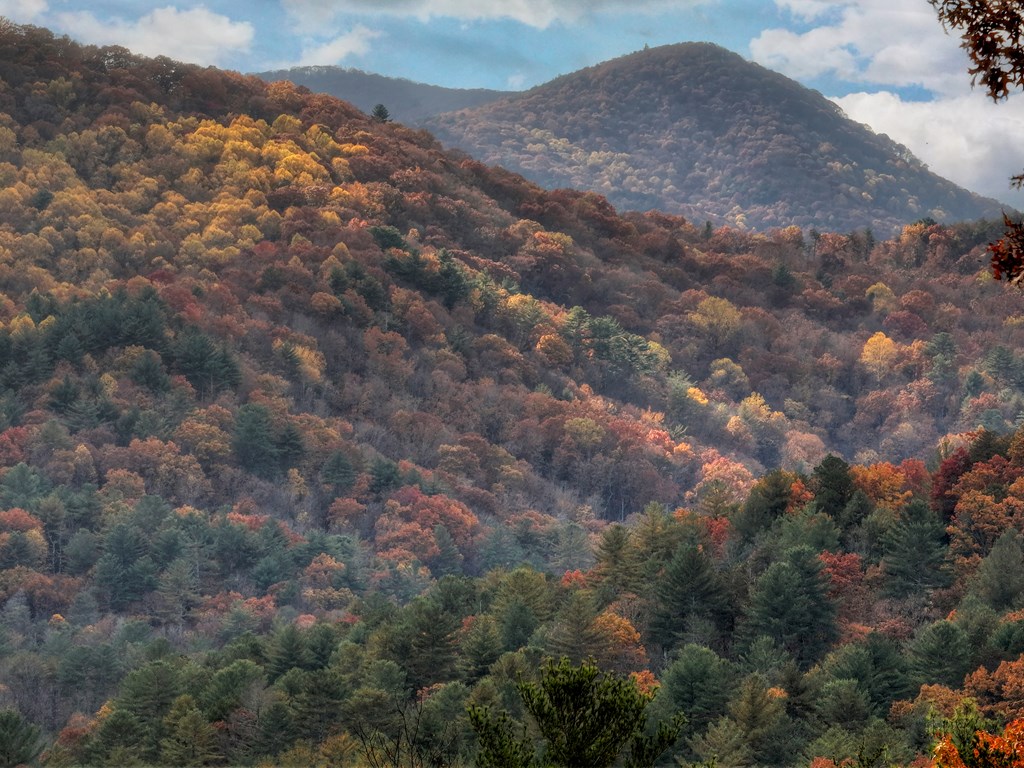 654 Stover Knob Trail Cherry Log, GA 30522 - Photo 41 of 44 a view of a dry yard with mountains in the background