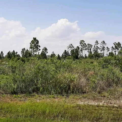 a view of a bunch of trees and bushes
