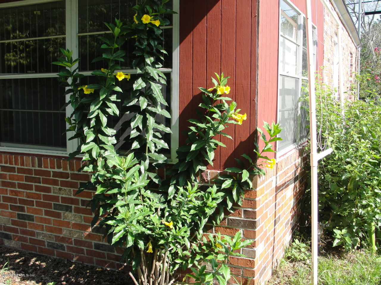 4656 Manchester Road Jacksonville, FL 32210 - Photo 26 of 31 a plant that is in front of a house