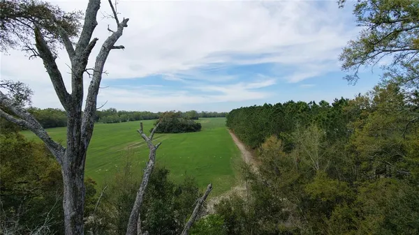 a view of a lush green forest