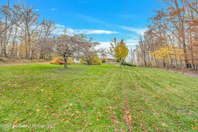 a view of a trees with a big yard