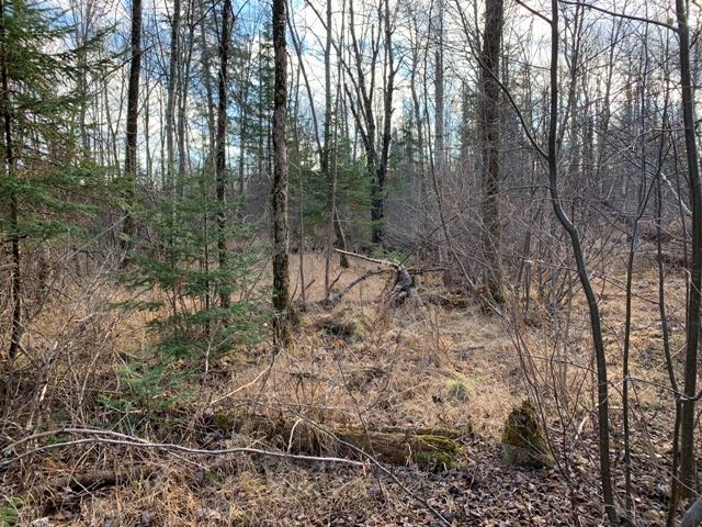 5-acres County Rd M Rib Lake, WI 54470 - Photo 1 of 1