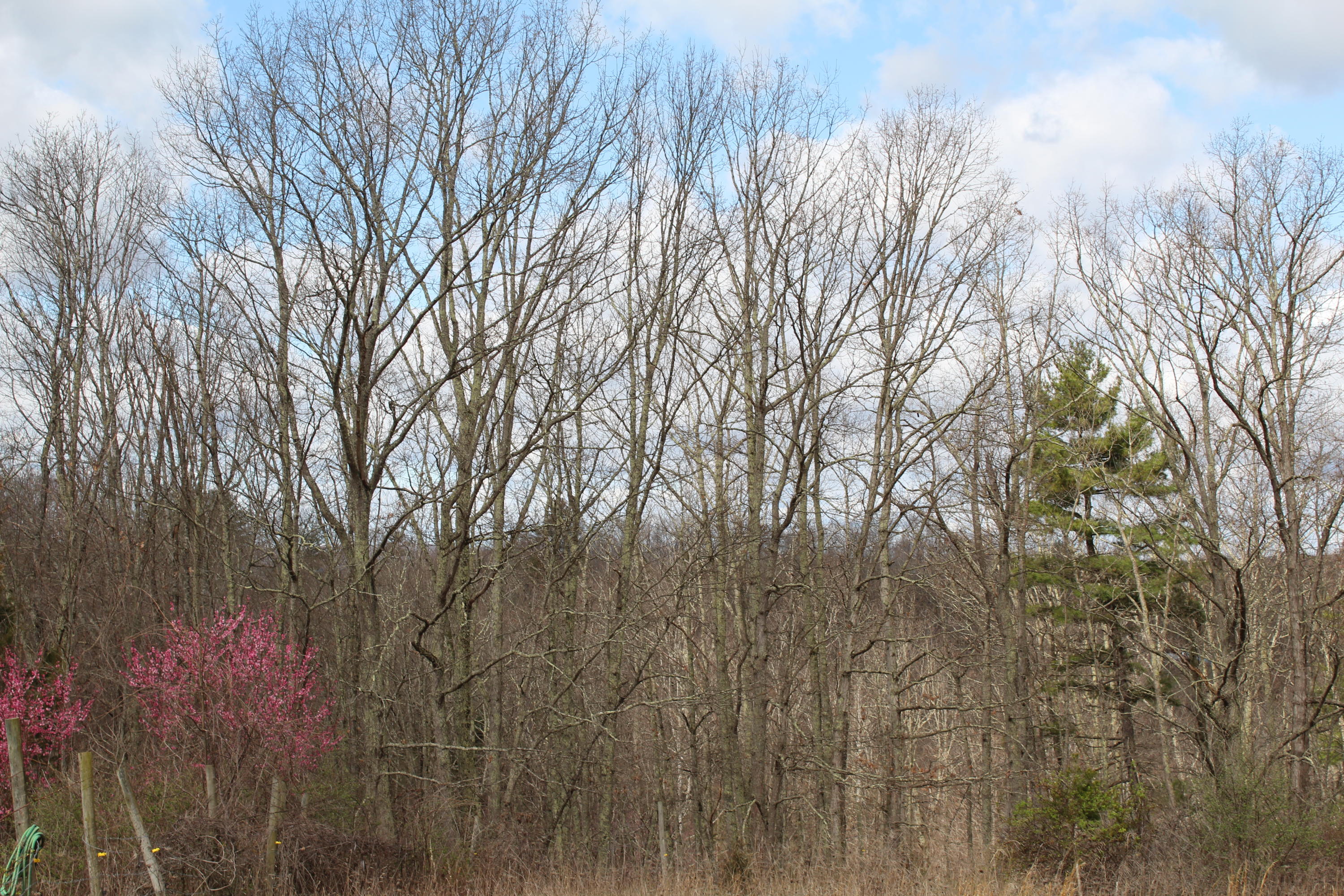 Creamery Road Talcott, WV 24981 - Photo 4 of 6 Gallery Image 4