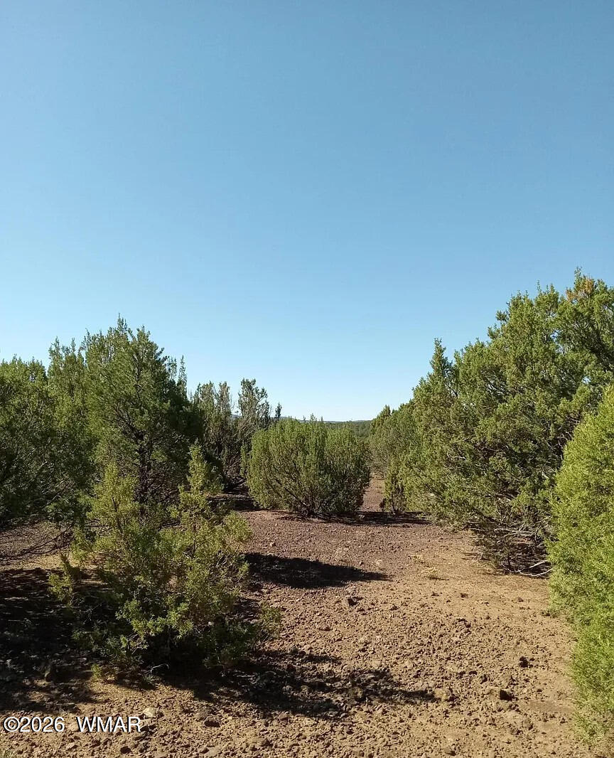 0 Vernon Concho, AZ 85924 - Photo 1 of 10